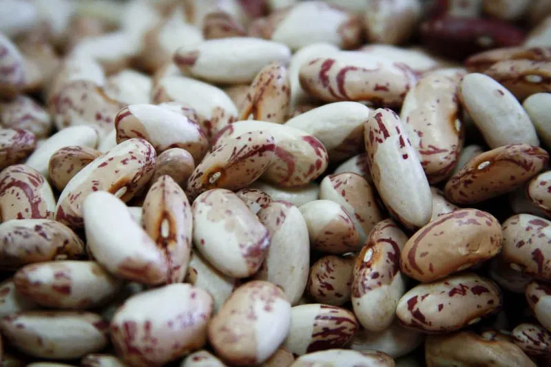 Snowcap Bean